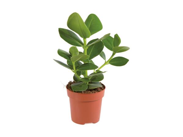 Grøn plante