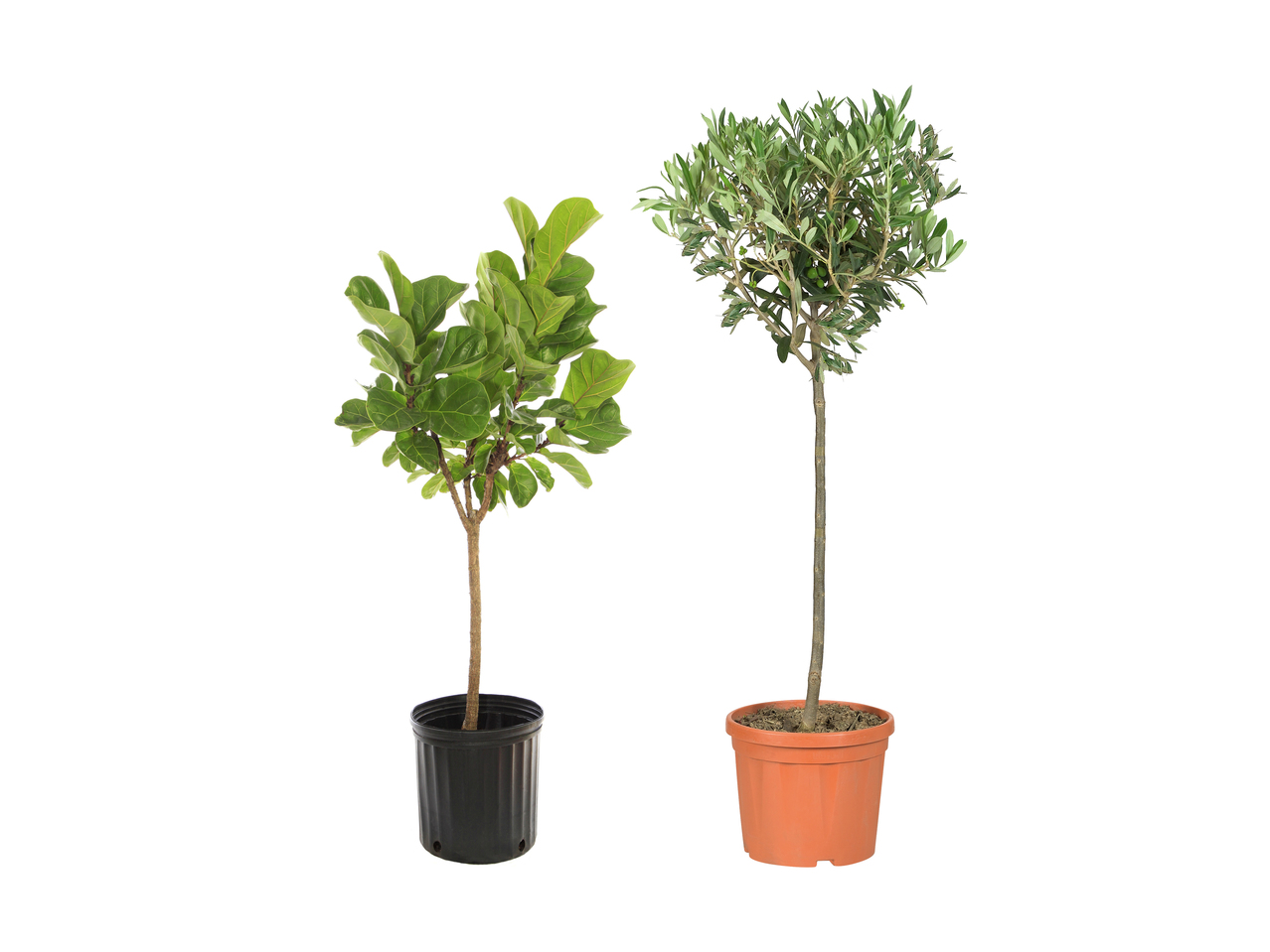 Plante/ arbre fruitier méditerranéen