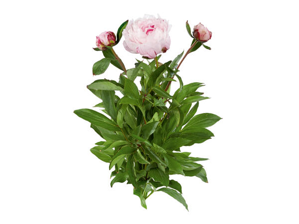 Pivoine