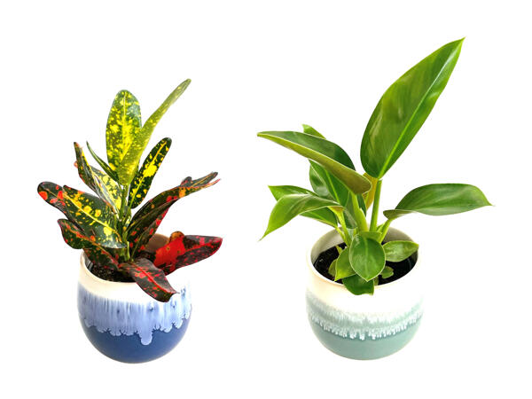Grøn plante i keramik