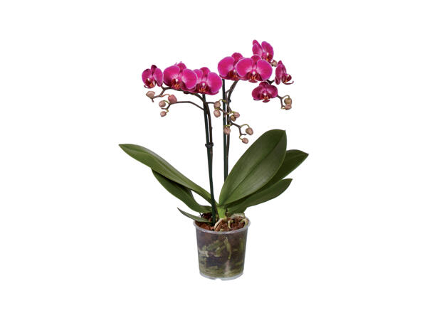 Phalaenopsis Midi