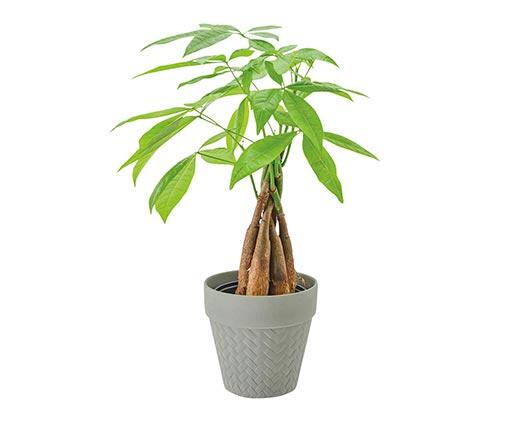5" Money Tree