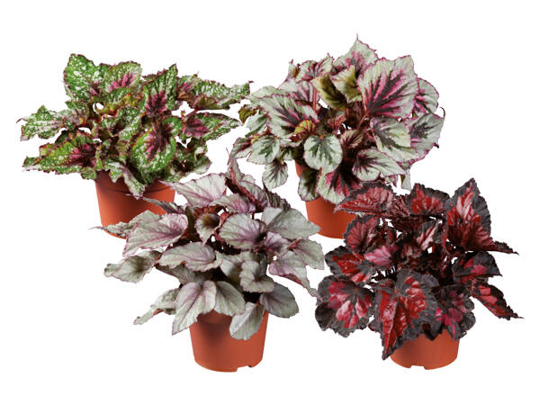 Begonia "Rex"