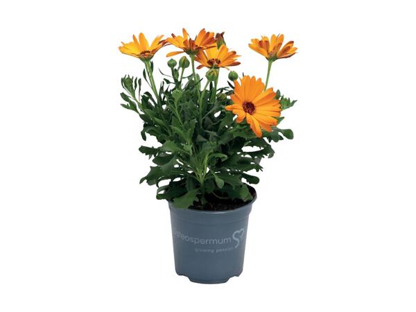 Spanske margueritter