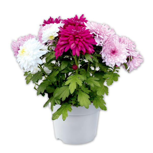 Chrysantheme