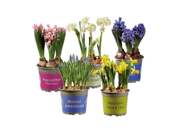 Blomlökar i färgglad kruka