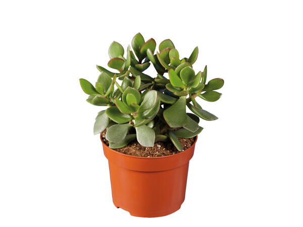 Assorted Succulents