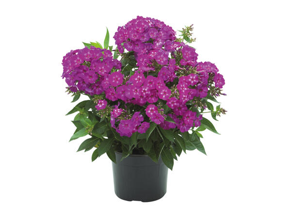Phlox Flame