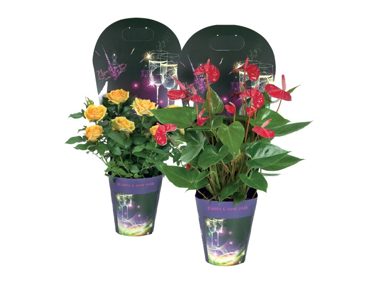 New Year's Flowering Plants