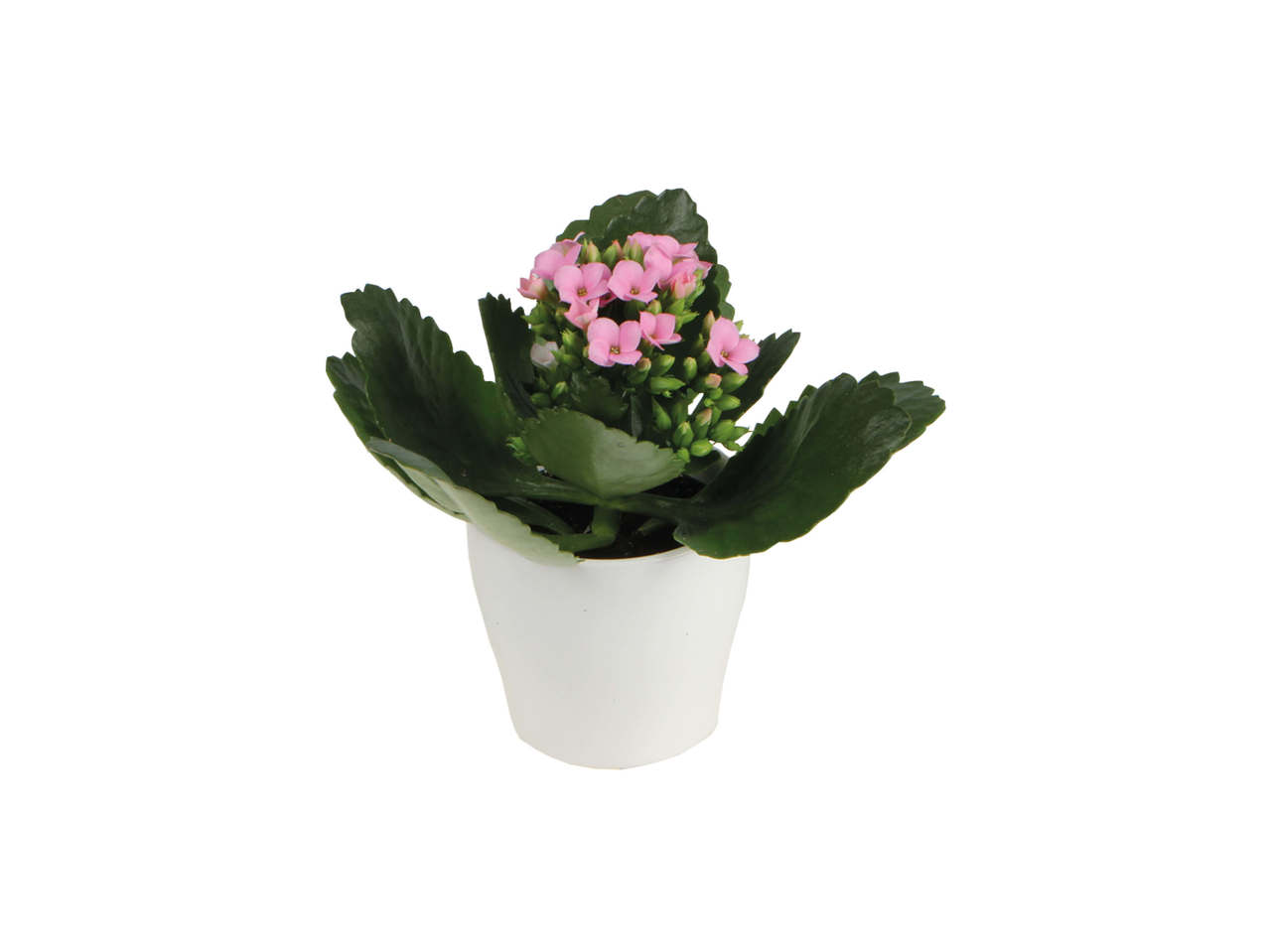 Mini-kalanchoe