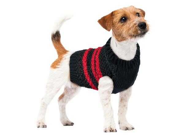 Dog Jumper