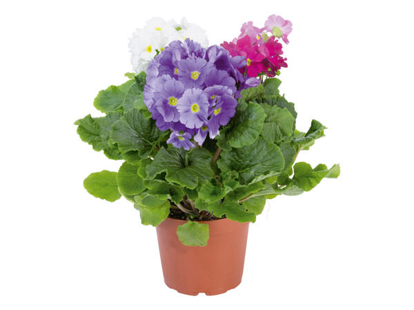 Potted Primrose