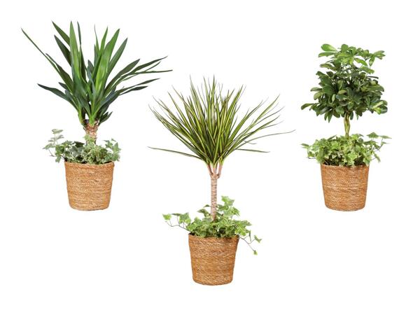Plantes vertes avec lierre en corbeille