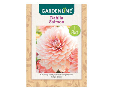 Dahlia or Gladioli Packet Bulbs