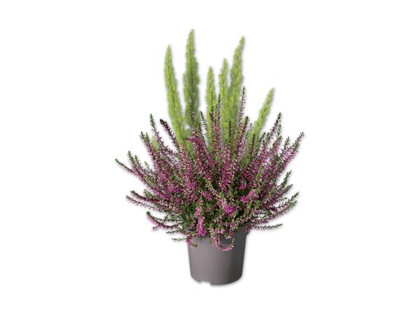 Erica Calluna Twin
