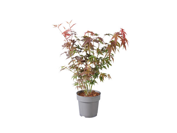 Ahorn – Acer Palmatum