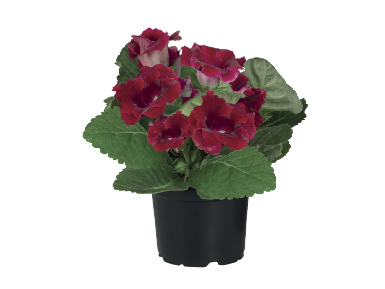 Gloxinia