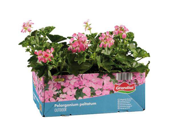 Hanging Geraniums
