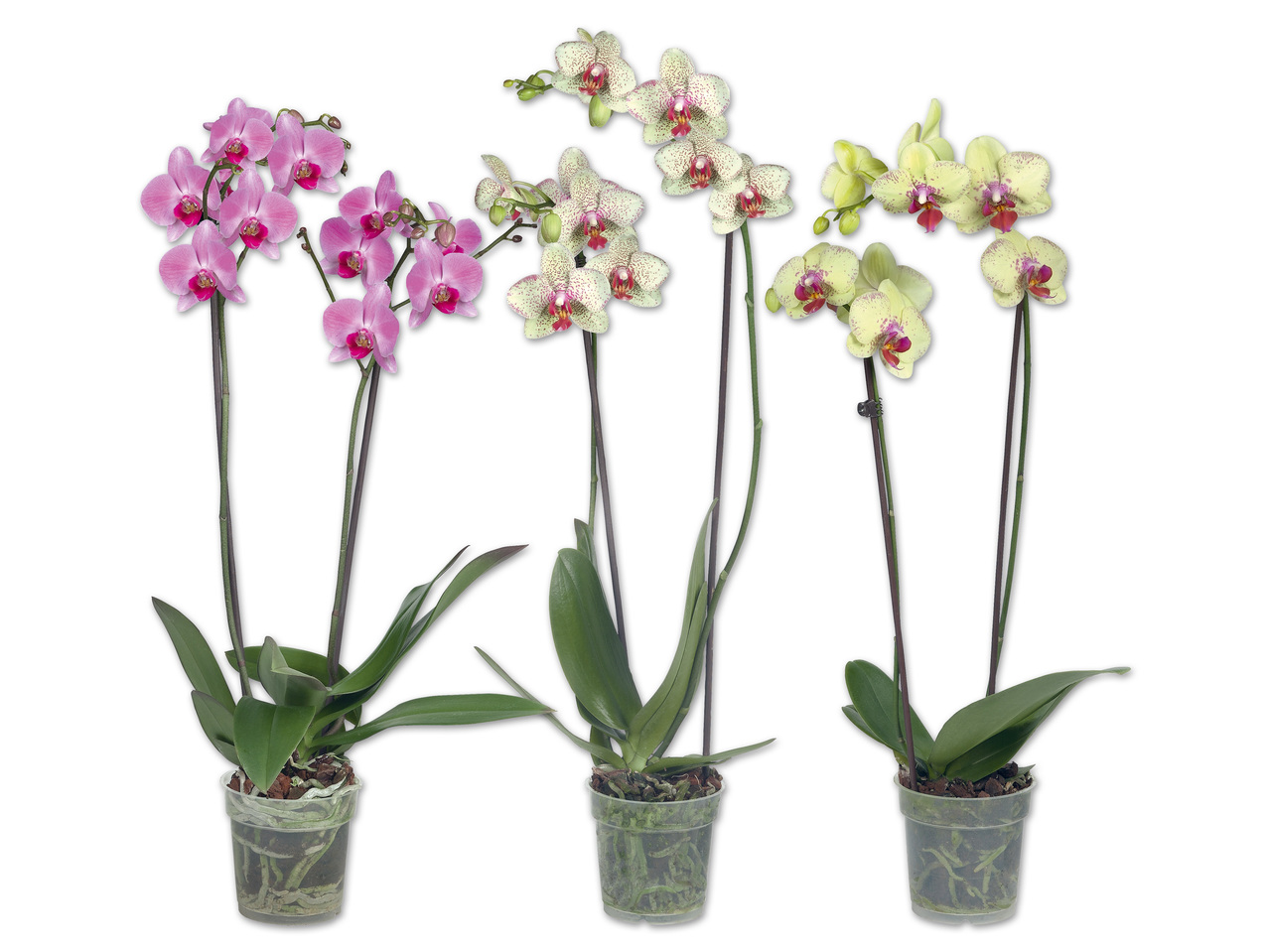 Phalaenopsis 2-Trieber