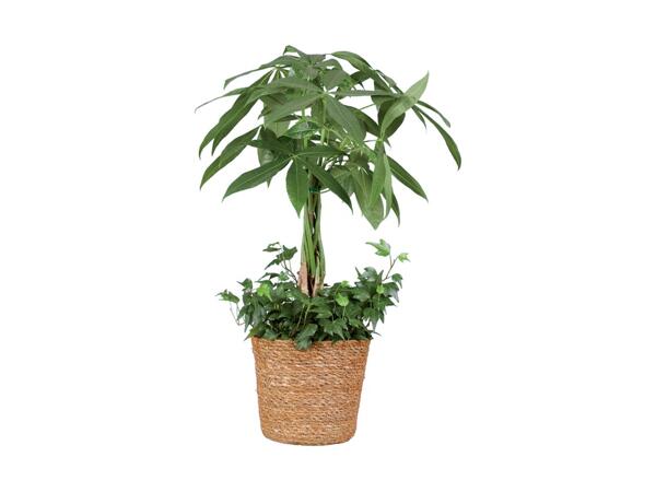 Luxury Indoor Plants