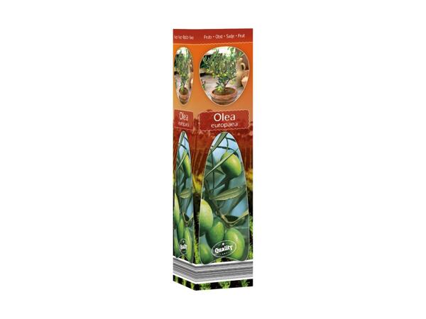 Mediterranean Plants