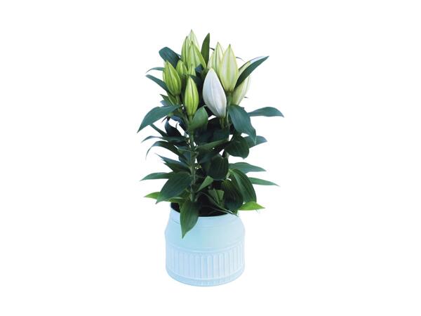 Mother's Day Lily Urn