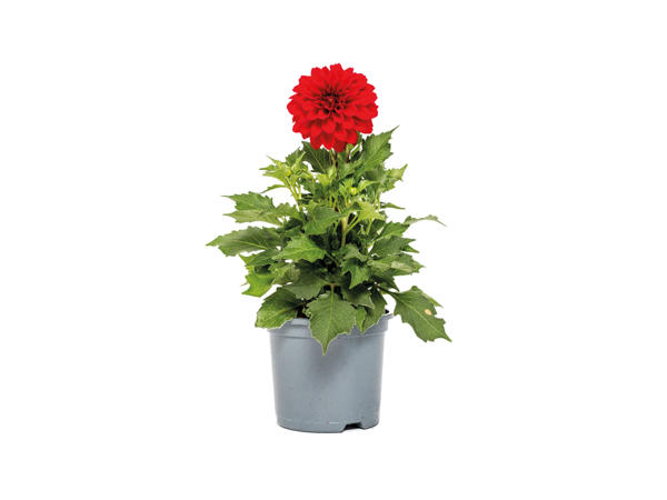 British Dahlia1
