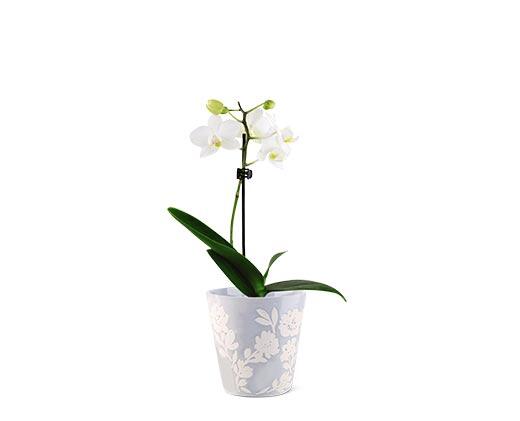 5" Easy Orchid Assorted Colors