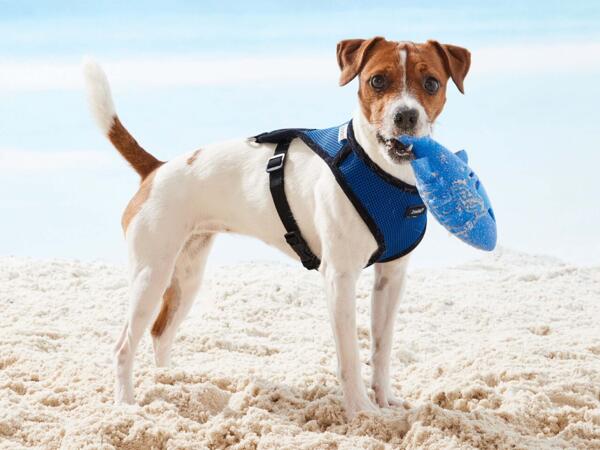 Dog Harness