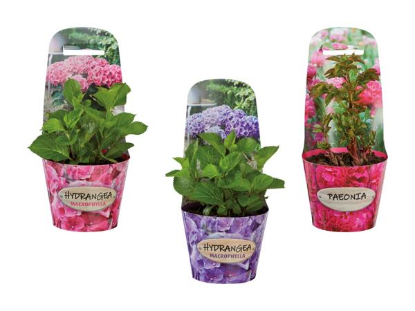 Mélange d'hortensias et de pivoines