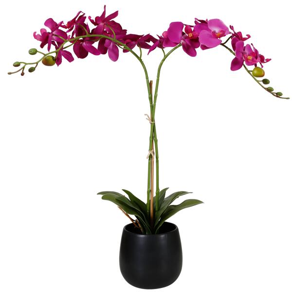 Orchidee in pot