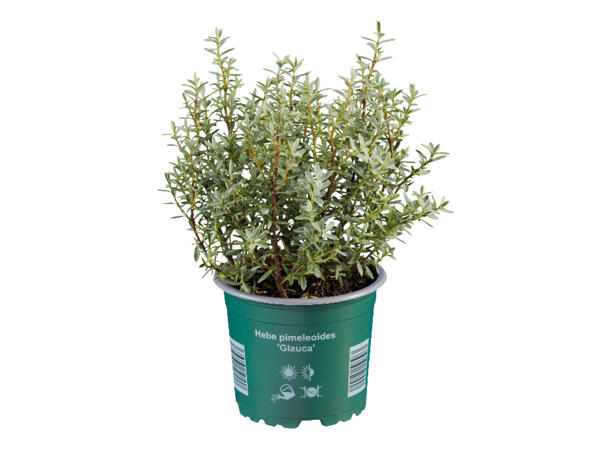 Hebe Plant