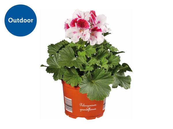 Geranium Grandiflorum