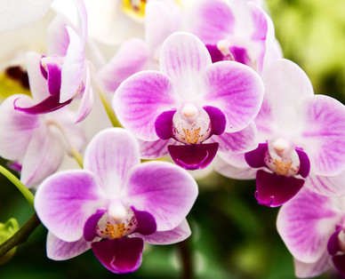 Orchidee
