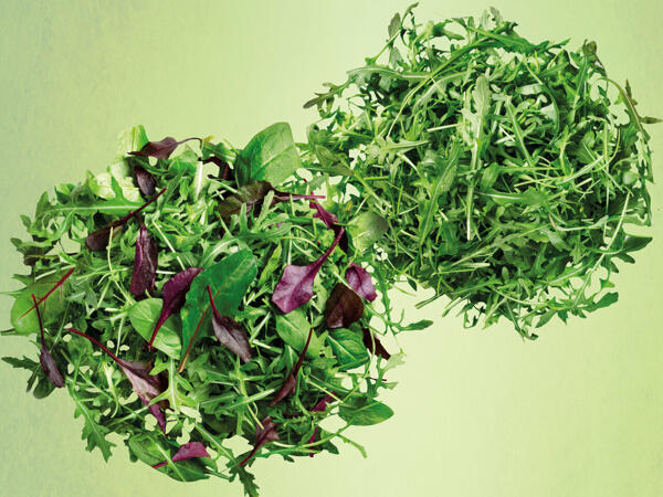 Mix-Salat oder Rucola