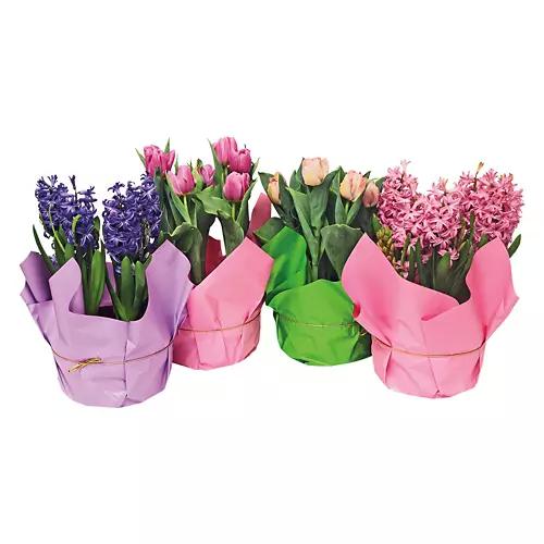 Tulips Indoor Plant - Assorted Color