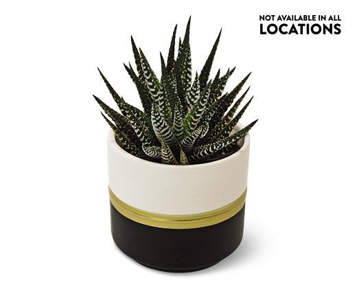 Mini Zebra Plant