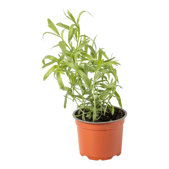 Plante aromatique bio