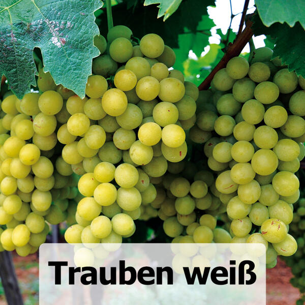 Veredelte kernarme Vitis Vinifera Tafeltrauben