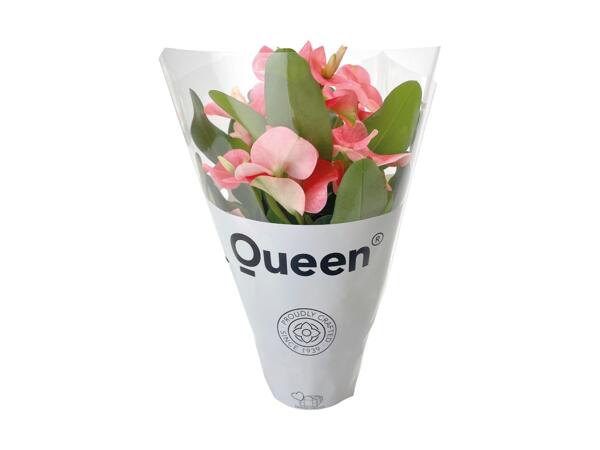 Tiara Euphorbia