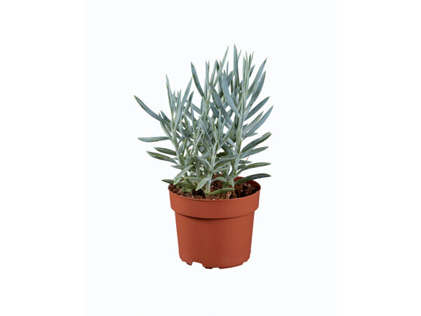 Cactus or Succulent