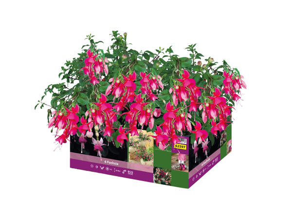 Fuchsia