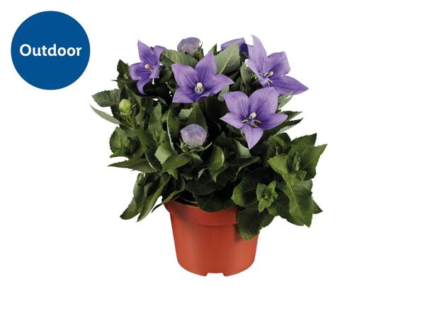 Balloon Flower