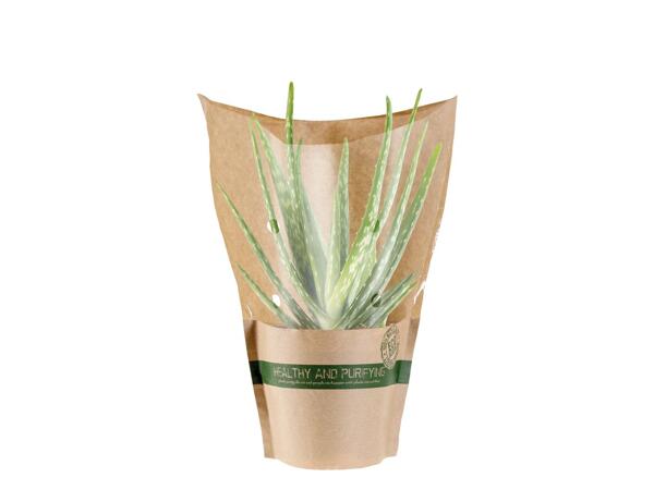 Air Purifying Plants