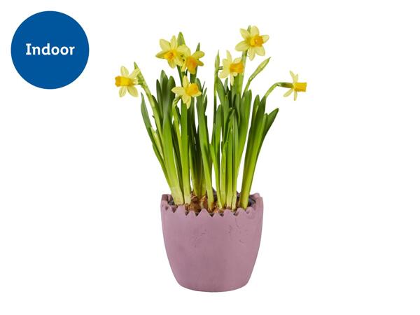 Daffodil in Easter Stone Ceramic