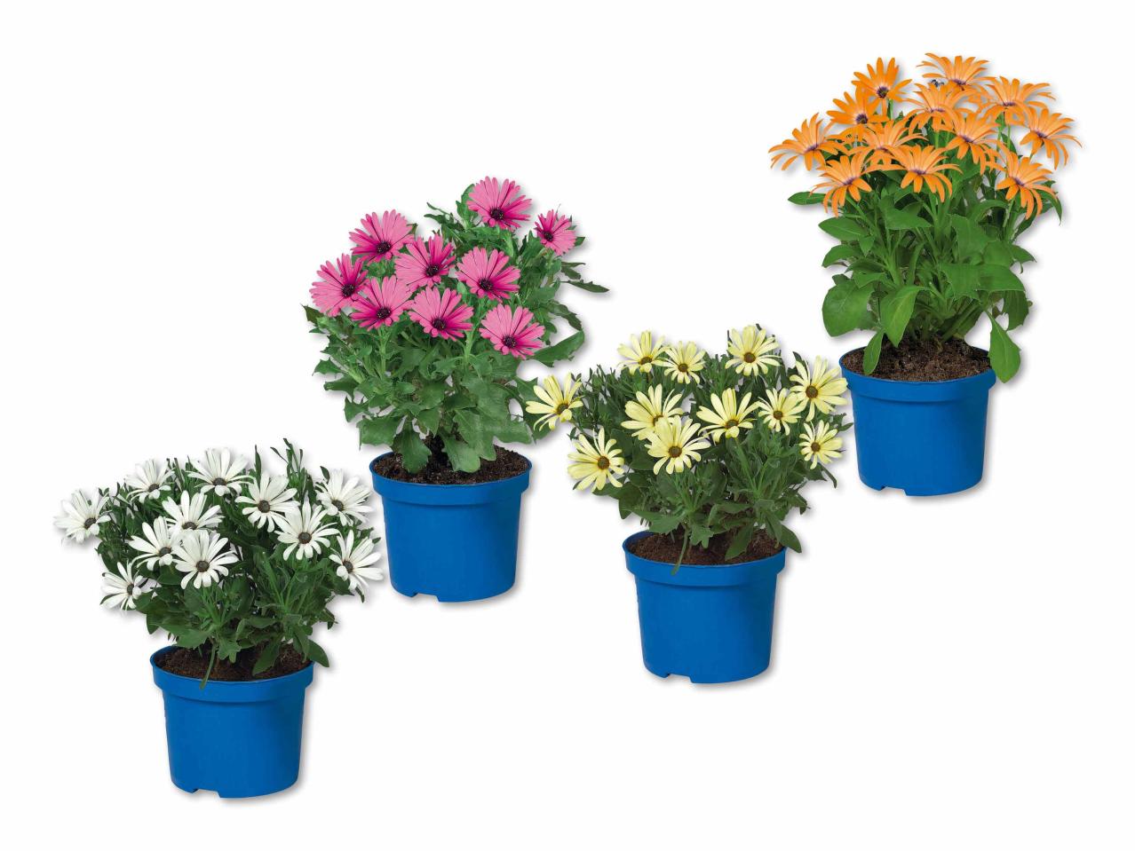 Osteospermum