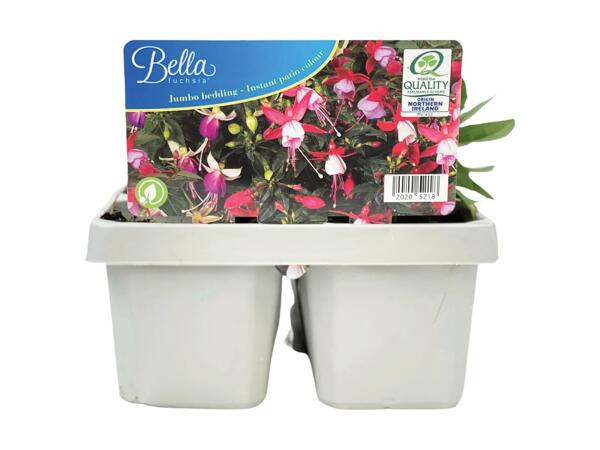 Large Fuchsia/​Osteospermum