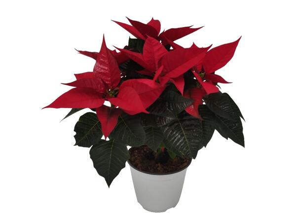 Poinsettia