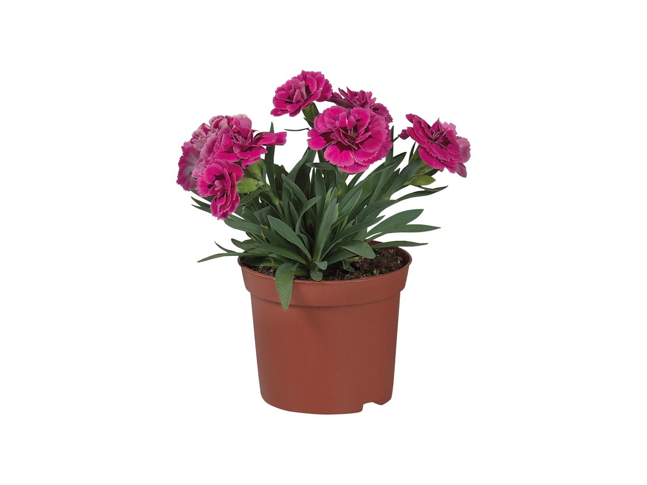 Dianthus1