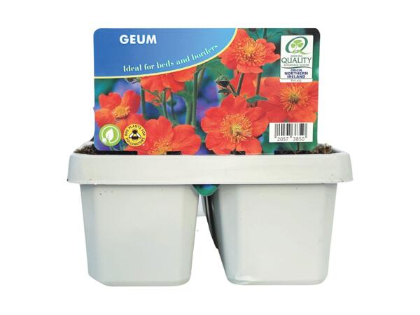Jumbo Geum